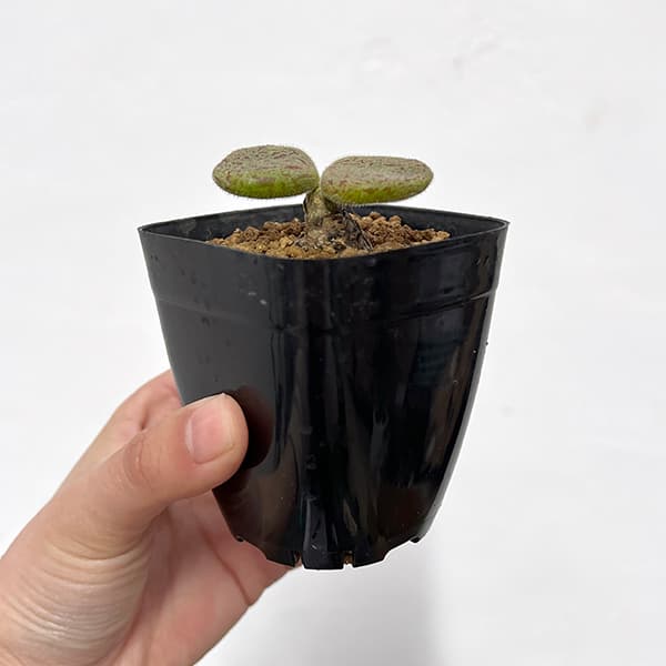 観葉植物 チレコドン ノルティ 2.5号鉢植え...の詳細画像4