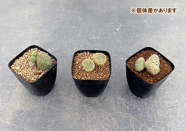 観葉植物 チレコドン ノルティ 2.5号鉢植え...の詳細画像5