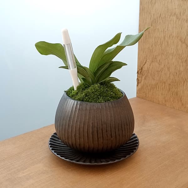 万年青鉢のおすすめ人気商品一覧 通販 - Yahoo!ショッピング