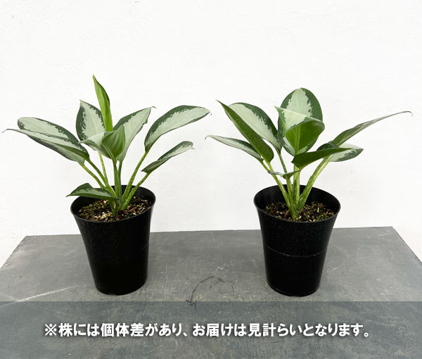 アグラオネマ ピクタム（観葉植物） | 花、ガーデニング のおすすめ