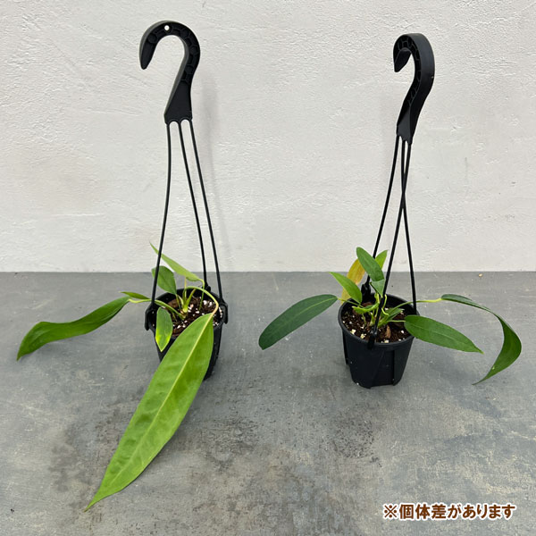 アンスリウム グラシール 5号 | little green plants MEDETE