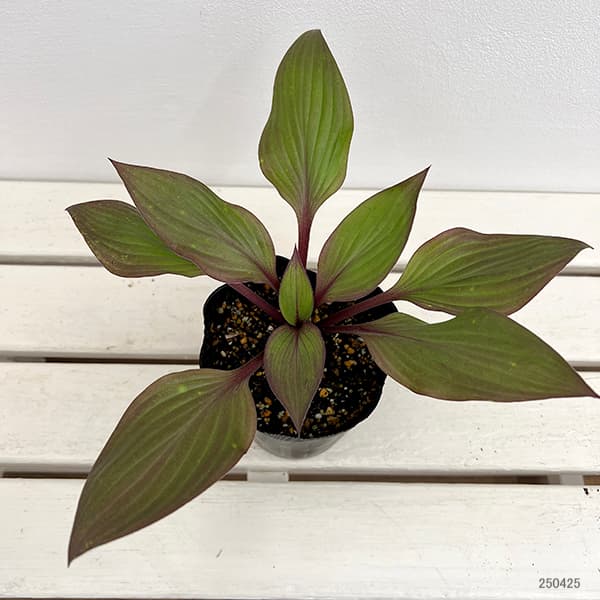草花の苗 サマーセール ギボウシ(ホスタ) フ...の詳細画像1