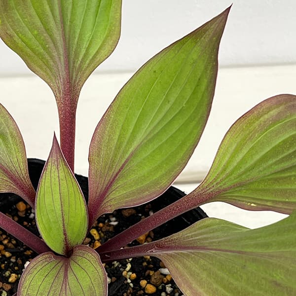 草花の苗 サマーセール ギボウシ(ホスタ) フ...の詳細画像2