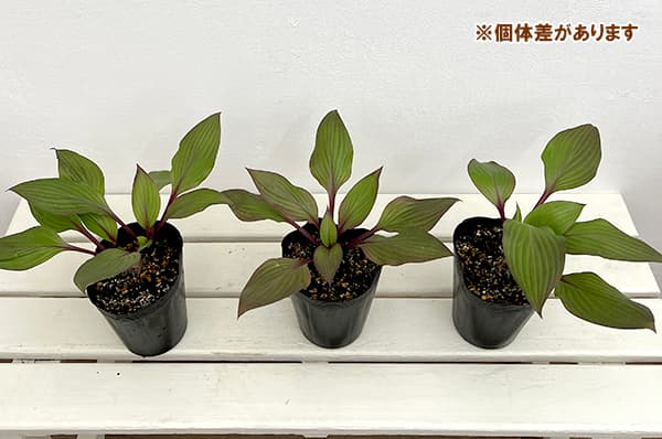 草花の苗 サマーセール ギボウシ(ホスタ) フ...の詳細画像3