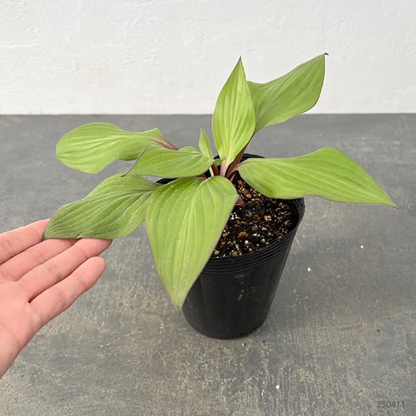 草花の苗 サマーセール ギボウシ(ホスタ) フ...の詳細画像4