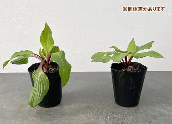 草花の苗 サマーセール ギボウシ(ホスタ) フ...の詳細画像5