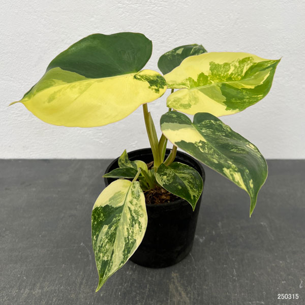フィロデンドロン（観葉植物） | 花、ガーデニング のおすすめ