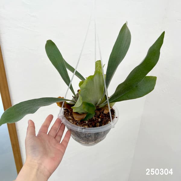 観葉植物 ビカクシダ（コウモリラン） ネザーランズ（ネガミエル×ねこ