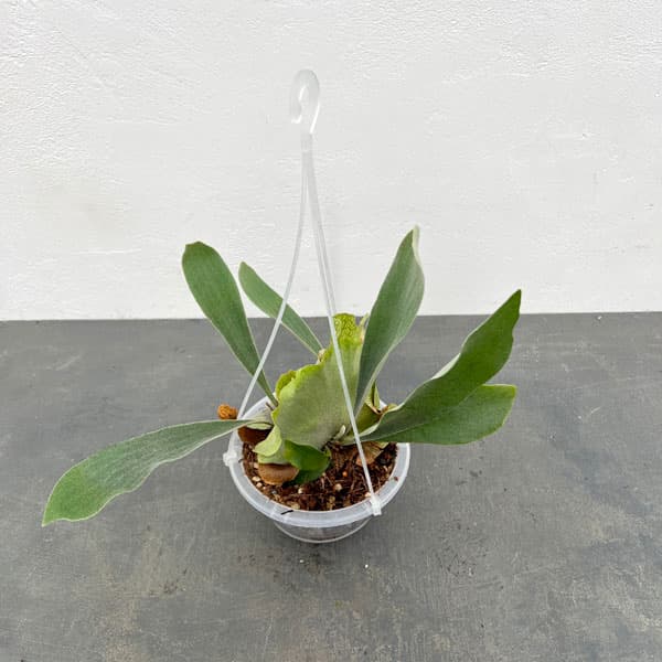 観葉植物 ビカクシダ（コウモリラン） ネザーランズ（ネガミエル×ねこ