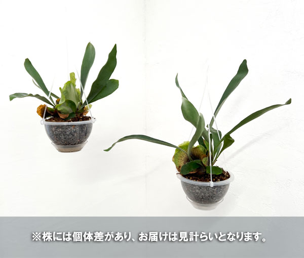 観葉植物 ビカクシダ（コウモリラン） ネザーランズ（ネガミエル×ねこ 