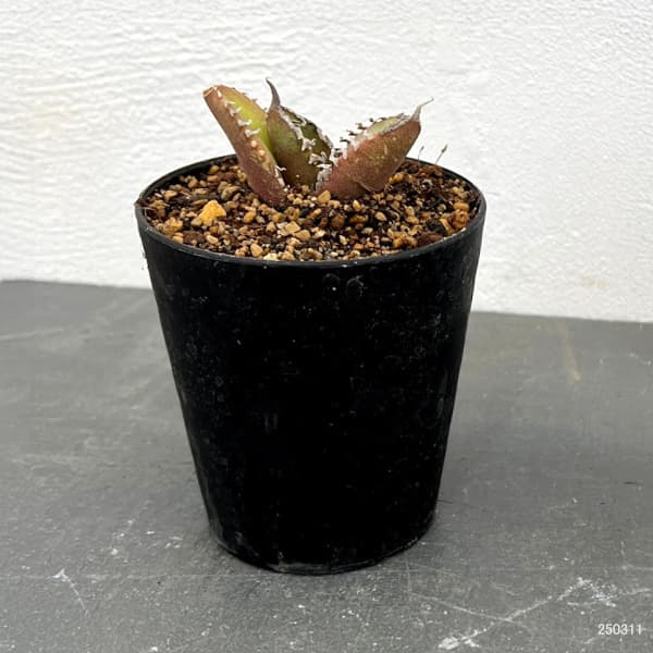 観葉植物/アガベ:チタノタ 南アフリカダイヤモンド 3号鉢植え 観葉植物/アガベ:チタノタ 南アフリカダイヤモンド 3号鉢植え