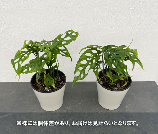 観葉植物/モンステラ：オブリクア ペルー 5号鉢植え モンステラ