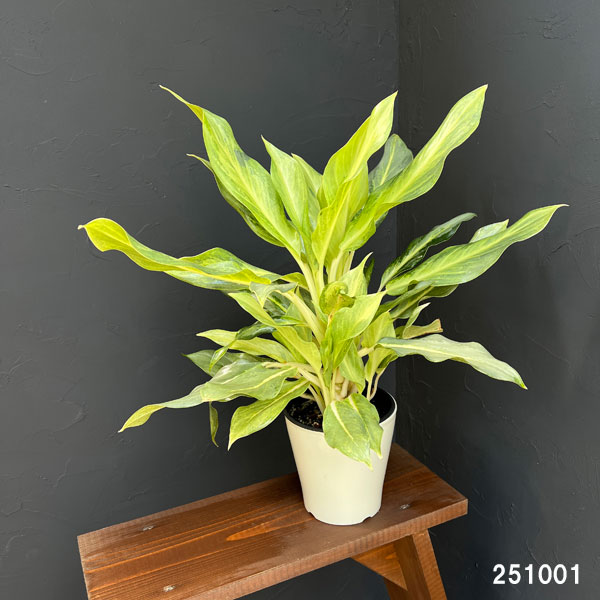 アグラオネマ② 楽天市場】観葉植物/[棚卸セール]アグラオネマ：ゴースト2（ツー） 5