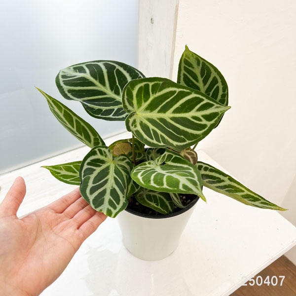 観葉植物 （わけあり特価）アンスリウム（原種） クリスタリナム