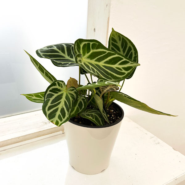 観葉植物　 原種 アンスリウム ポンプランディ バリエガータ 送料込み 楽天市場】アンスリウム 原種の通販