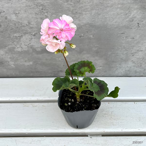 草花の苗 ゼラニウム 二度ざくら（変わり咲き八重）3号ポット : 園芸