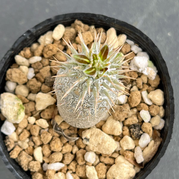 ぶ*ぅ様 【実生苗！！】 パキポディウム ロスラーツム 実生苗 実生苗 パキポディウム ロスラーツム Pachypodium rosulatum