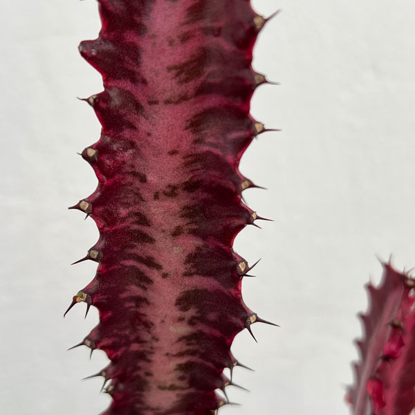 観葉植物 ユーフォルビア トリゴナ 紅彩雲閣(...の詳細画像4
