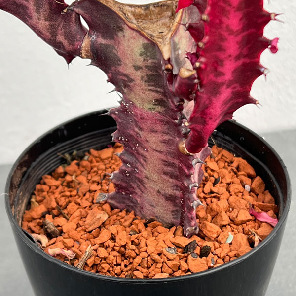 観葉植物 ユーフォルビア トリゴナ 紅彩雲閣(...の詳細画像5