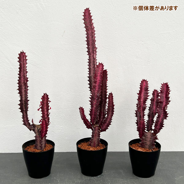 約120cm　サボテン　彩雲閣 紅彩雲閣（べにさいうんかく）- – bois de gui