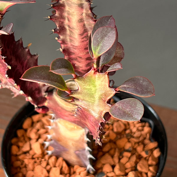 観葉植物 ユーフォルビア トリゴナ 紅彩雲閣(...の詳細画像2