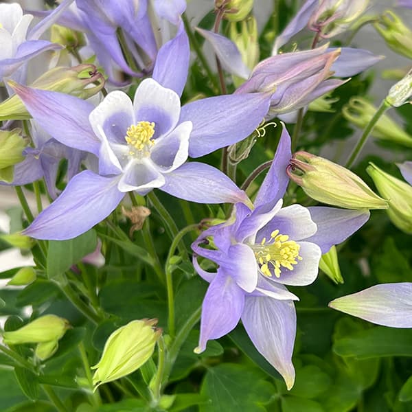 オダマキのおすすめ人気商品一覧 通販 - Yahoo!ショッピング