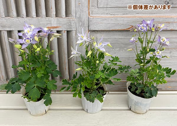 オダマキのおすすめ人気商品一覧 通販 - Yahoo!ショッピング