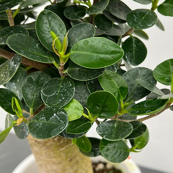 観葉植物 ガジュマル パンダガジュマル 7号平鉢植え : 園芸ネット