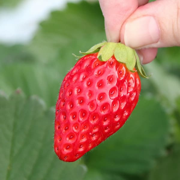 あきひめ いちごのおすすめ人気商品一覧 通販 - Yahoo!ショッピング