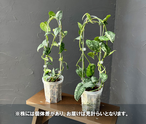 スキンダプサスのおすすめ人気商品一覧 通販 - Yahoo!ショッピング