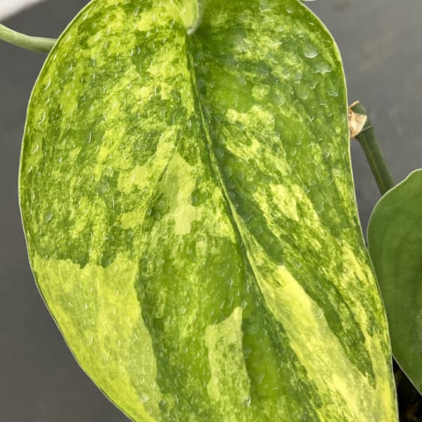 観葉植物 スキンダプサス ジェイドサテンバリエガータ 3号ポット
