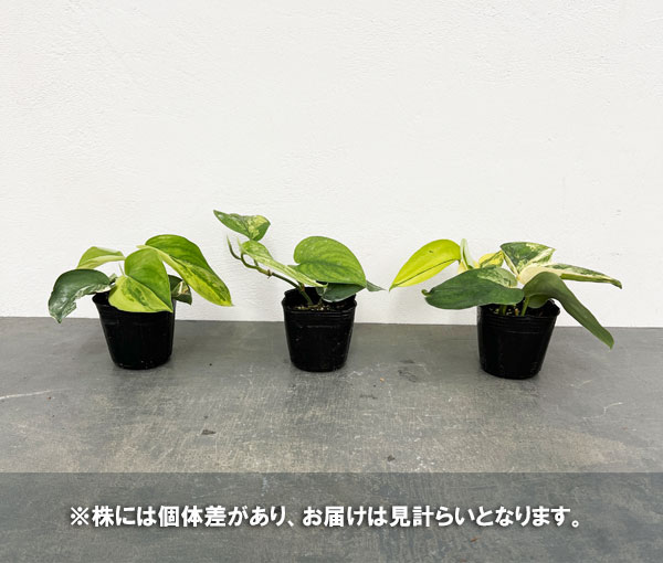 スキンダプサスのおすすめ人気商品一覧 通販 - Yahoo!ショッピング