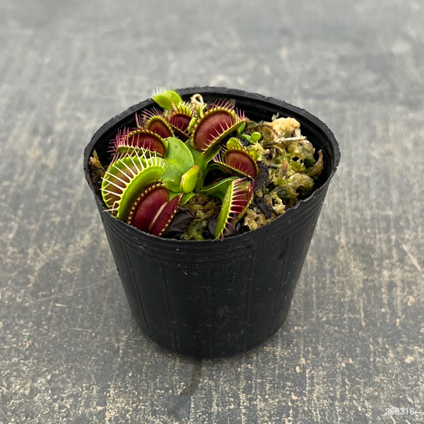 観葉植物 ハエトリソウ オランダ ハイブリッド...の詳細画像1