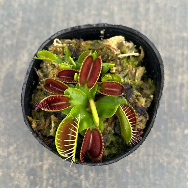 観葉植物 ハエトリソウ オランダ ハイブリッド...の詳細画像2