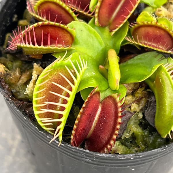 観葉植物 ハエトリソウ オランダ ハイブリッド...の詳細画像4