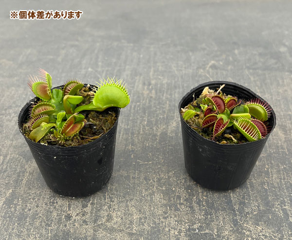 観葉植物 ハエトリソウ オランダ ハイブリッド...の詳細画像5