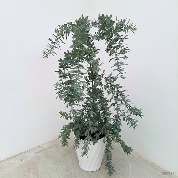 アオダモ 鉢植えのおすすめ人気商品一覧 通販 - Yahoo!ショッピング