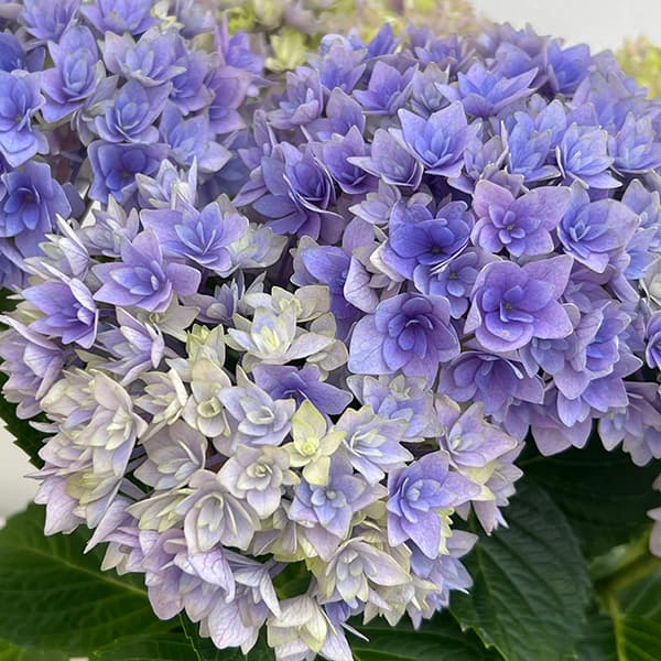 紫陽花 苗　おはようと鬼ヶ島大苗　２種類セット　来年用 ajisai-owari-top2.jpg