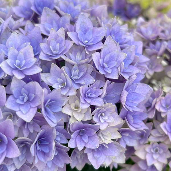 紫陽花 苗　おはようと鬼ヶ島大苗　２種類セット　来年用 楽天市場】予約販売 アジサイ 麟鳳亀竜 9cmポット 登録品種