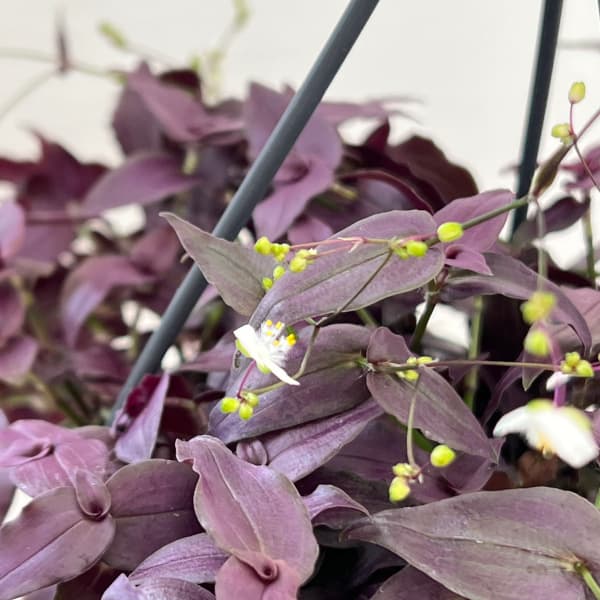 観葉植物 トラディスカンチア パープルブライダ...の詳細画像4