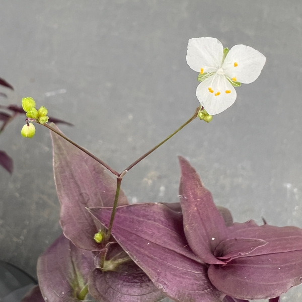 観葉植物 トラディスカンチア パープルブライダ...の詳細画像2