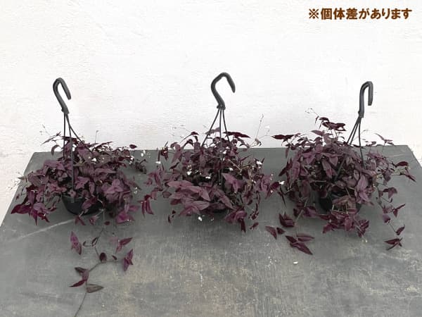 観葉植物 トラディスカンチア パープルブライダ...の詳細画像1