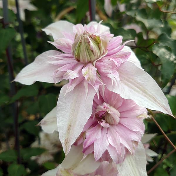 クレマチスの苗 クレマチス サクラノヨウセイ（咲良の妖精）3-3.5号