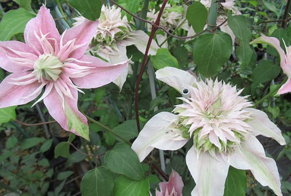 クレマチスの苗 クレマチス サクラノヨウセイ（咲良の妖精）3-3.5号