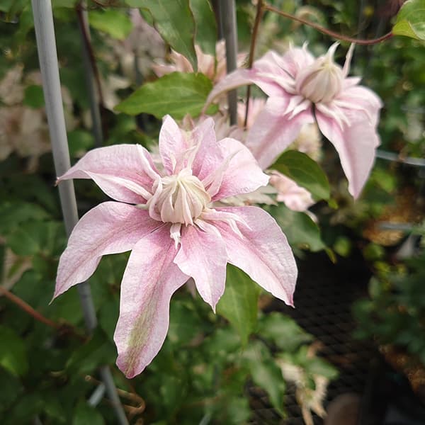 クレマチス 苗のおすすめ人気商品一覧 通販 - Yahoo!ショッピング