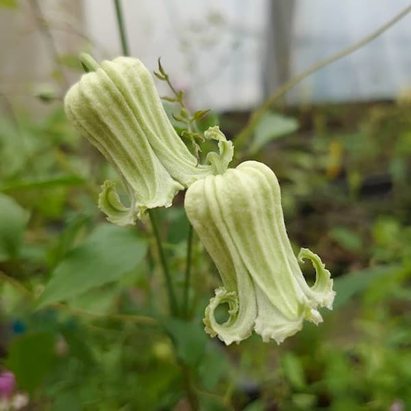 クレマチス 苗（花の苗）｜苗 | 花、ガーデニング のおすすめ人気商品