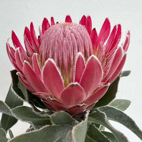 シバタ　プロテア　7種苗 プロテア 苗（苗木、植木） | 花、ガーデニング のおすすめ人気商品