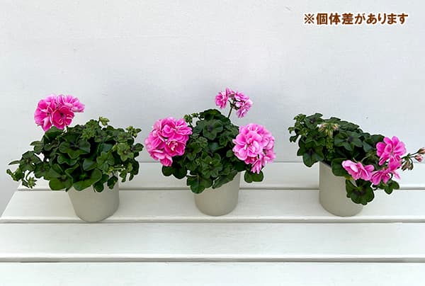 アイビーゼラニウム（苗） | 花、ガーデニング のおすすめ人気商品一覧