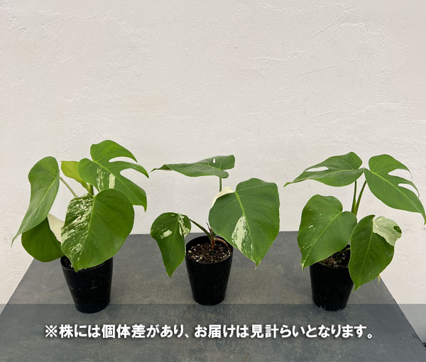 モンステラ ホワイトタイガー（花、ガーデニング）のおすすめ人気商品