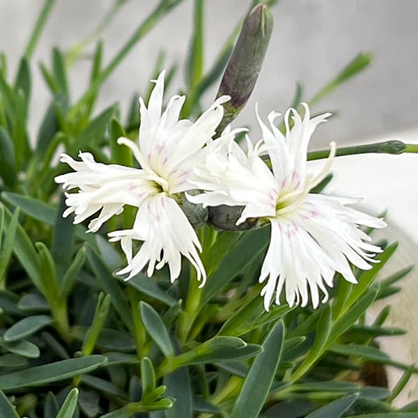 草花の苗 サマーセール ダイアンサス アレナリ...の詳細画像3